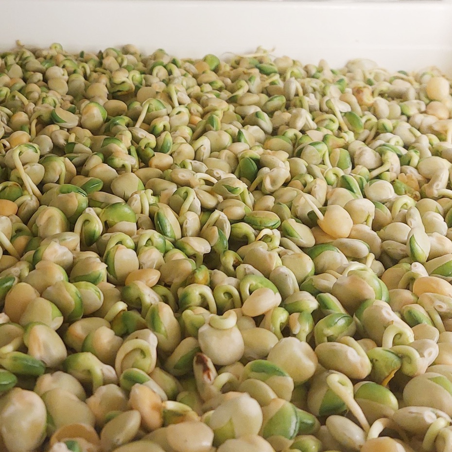 Sementes Germinadas de Tremoço